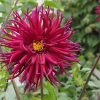 Георгин :: Freddy 97