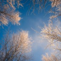 Зимнее небо :: Лилия 