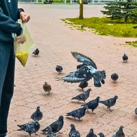 Городские голуби. :: Михаил Курзанцев