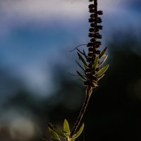 каллистемон :: Осень 