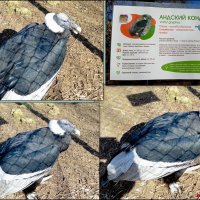 Андский кондор - новосёл в нашем зоопарке... :: Нина Бутко