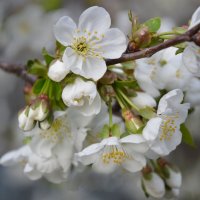 Цветущая вишня... :: Надежда Куркина 