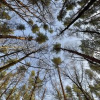 Мартовский лес :: Любовь 