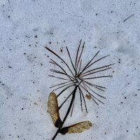 В еще заснеженном лесу нашла цветочек рукотворный) :: Любовь 