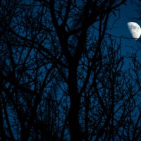 Луна :: Илья Шенгелия Луна :: Илья Шенгелия