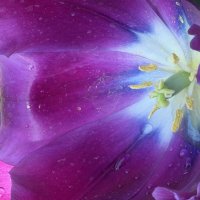 Необыкновенные! :: Pippa 