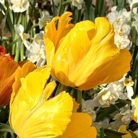 Необыкновенные! :: Pippa 