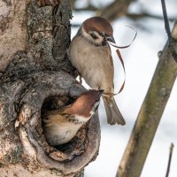 Гнездо. :: Владимир Безбородов Гнездо. :: Владимир Безбородов