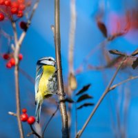 Лазоревка. :: Владимир Лазарев Лазоревка. :: Владимир Лазарев