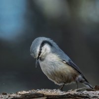 Поползень :: Виктор Иванович Чернюк