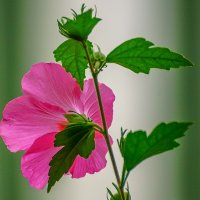 Гибискус :: Игорь Сикорский