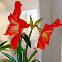 Чудо на моем подоконнике. :: Vladimir Semenchukov