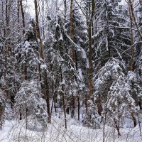Зимний лесопарк :: Рита Симонова