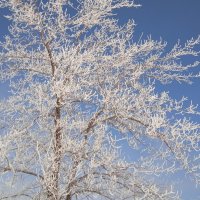 март :: Елена Шаламова