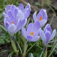 *** :: Надежда Куркина 