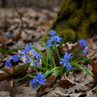 Весна ! :: Вен Гъновски Весна ! :: Вен Гъновски