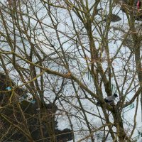 Ворона-папа начинает вить гнездо для вороны-мамы. Весна... :: Лютый Дровосек