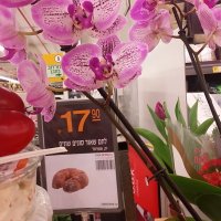 14  КЛОС (40) :: СТРЕН 