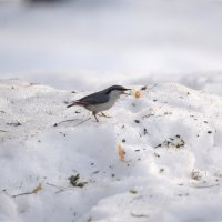 Поползень :: Сергей Владимирович Егоров