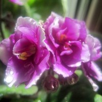 Фиалки :: Елена Семигина