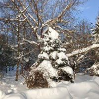 снеговик :: Владимир снеговик :: Владимир