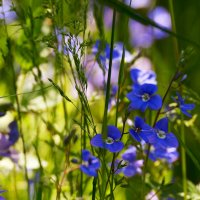 Васильки. :: Константин Белоногов