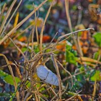 Улитка :: Giant Tao /