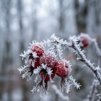 Шиповник зимой :: Лилия 