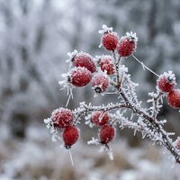 Шиповник зимой :: Лилия 