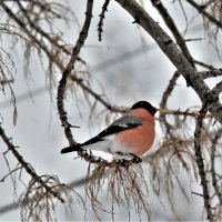Весна :: Венера Чуйкова Весна :: Венера Чуйкова