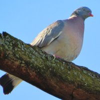 Лесной голубь (вяхирь) :: Андрей Снегерёв Лесной голубь (вяхирь) :: Андрей Снегерёв