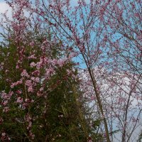 Мартовский день. :: Lucy Schneider 