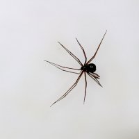 Стеатода пайкулля (ложный каракурт) или чёрная вдова :: Светлана Стеатода пайкулля (ложный каракурт) или чёрная вдова :: Светлана