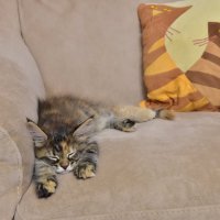 Три ...кота :: Владимир Звягин Три ...кота :: Владимир Звягин