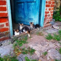 ЛЮБОПЫТНЫЕ   КОТЯТА :: Анатолий Малобродский