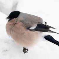 Снегиресса :: Станислав С.