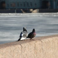 Весна :: Наталья Герасимова