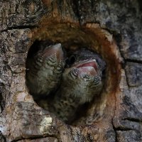 Вертишейка :: краснов юрий 