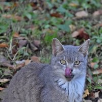 Очень вкусно! :: Валентина Нефёдова Очень вкусно! :: Валентина Нефёдова