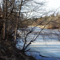 Река Пирита еще покрыта льдом :: Aida10 