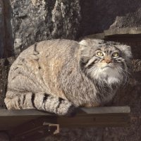 Манул Тимоша :: <<< Наташа >>> Манул Тимоша :: <<< Наташа >>>