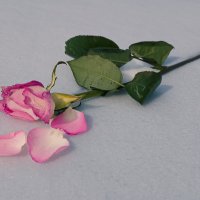 Через неделю после 8 марта... :: Виктор Фельдшеров