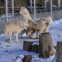 Вожак - полярная волки стаи :: Владимир Максимов