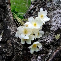 Цветы начала лета. :: nadyasilyuk Вознюк Цветы начала лета. :: nadyasilyuk Вознюк