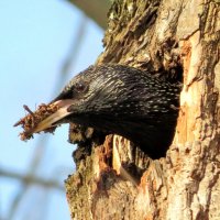 Очищает гнёздышко :: Андрей Снегерёв