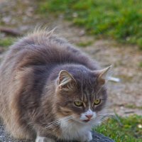 Опять фуагра... :: Giant Tao /