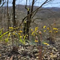 Весна в Сочи :: Tata Wolf Весна в Сочи :: Tata Wolf