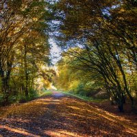 Дорога в осень :: Андроник Александр Дорога в осень :: Андроник Александр