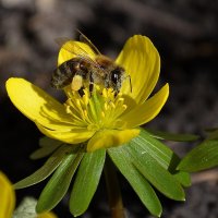 Весенник :: Aleksandr .