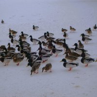 Утки. Озеро Тихое, Светлогорск :: Рита Симонова